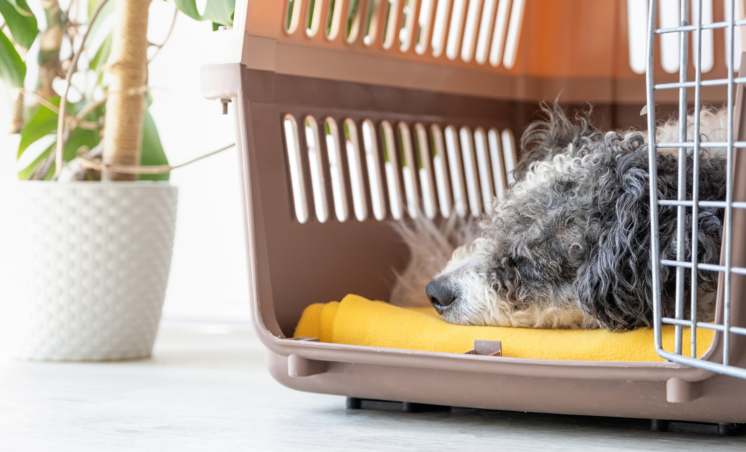Bichon frise dog lying in travel pet carrier Cute bichon frise dog lying in travel pet carrier