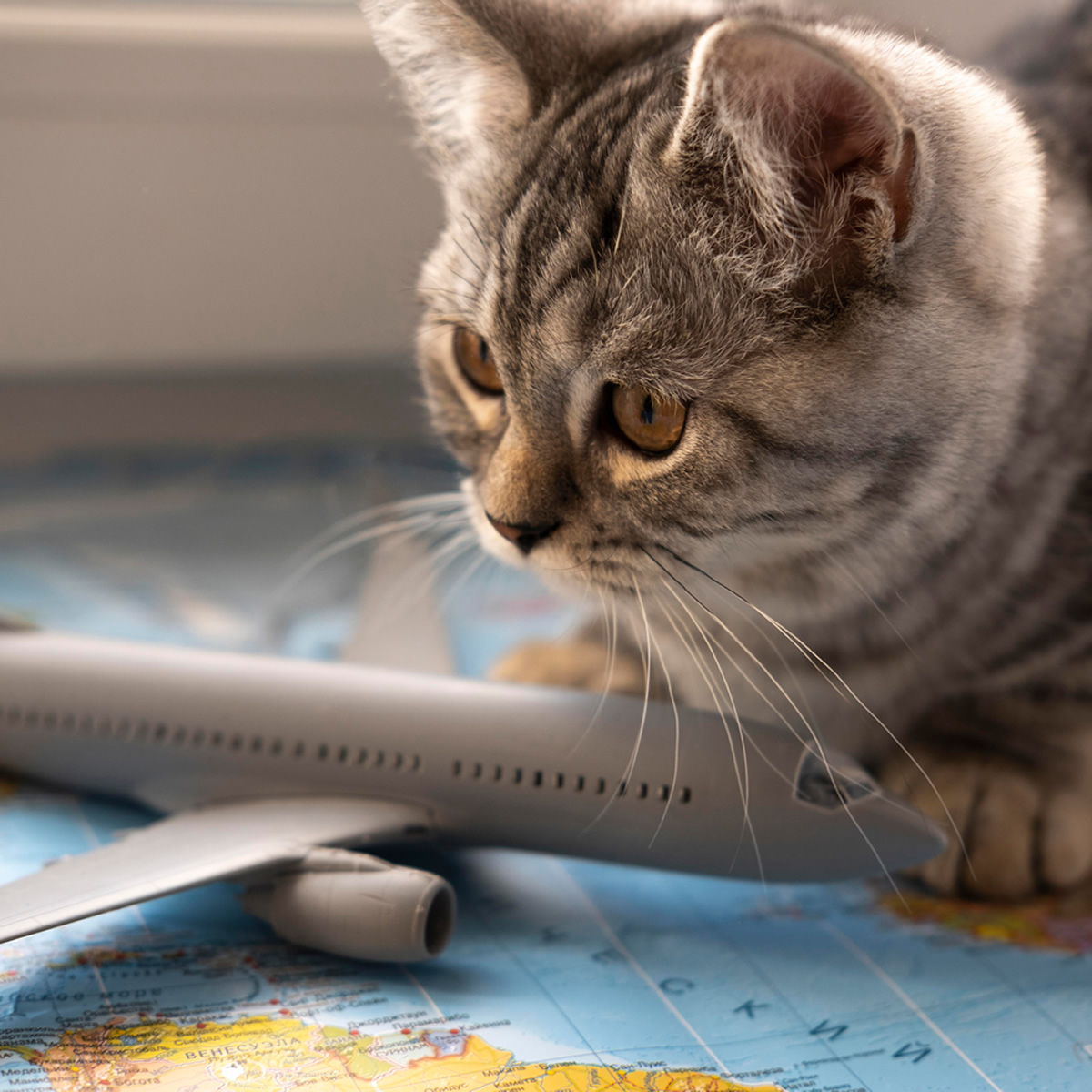 Cat sitting on map Cat sitting on a map with an air plane toy