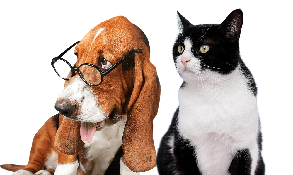 Dog cat