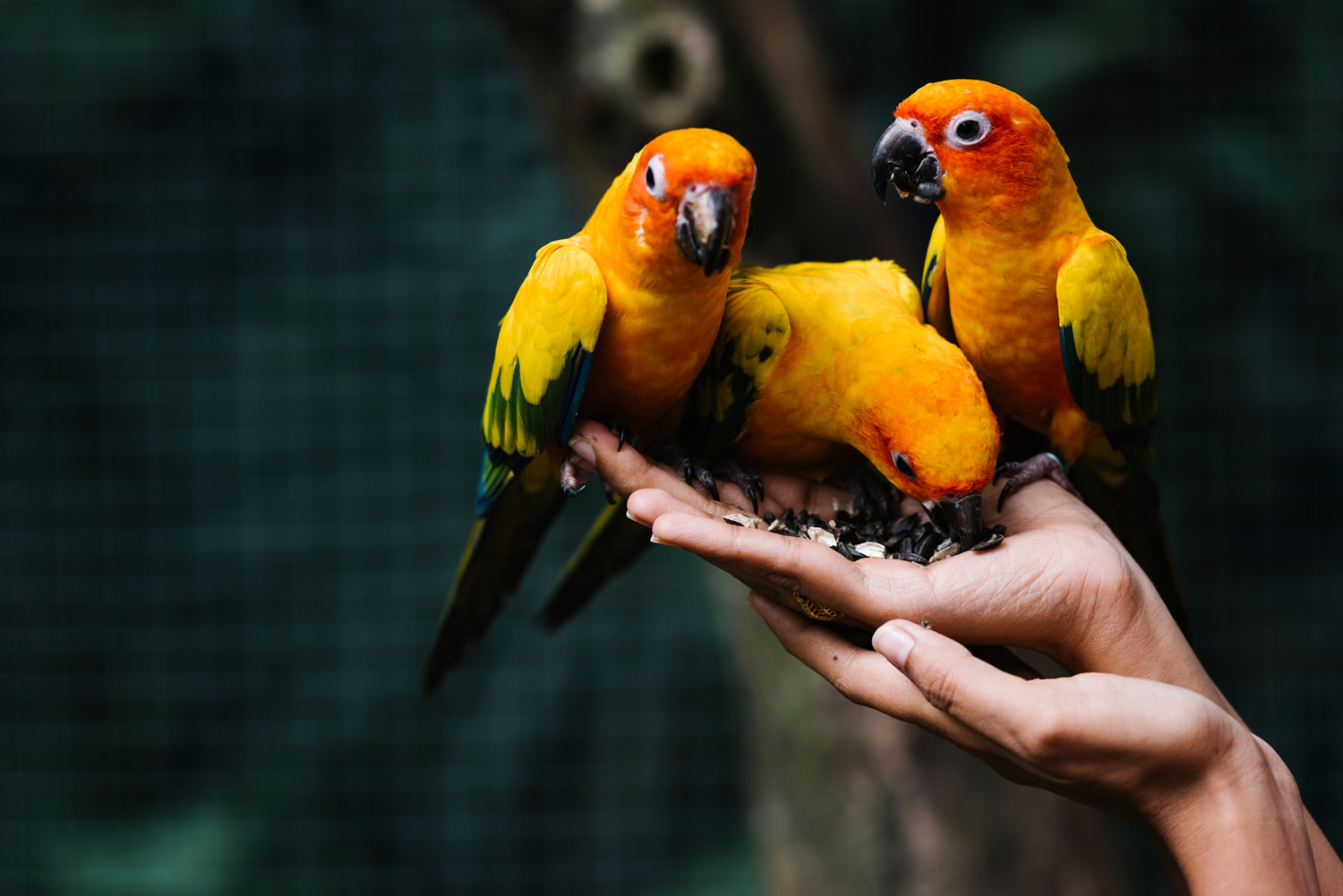 Hands holding wild birds Hands holding wild birds in a zoo