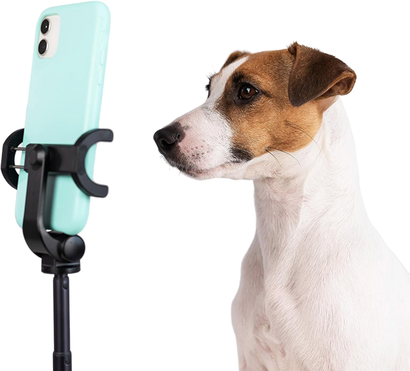 Jack Russell-terrier-dog-shoots-video-smartphone