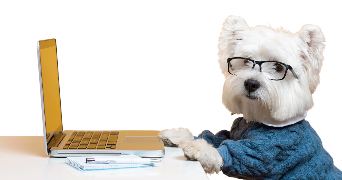 Cute little dog impersonating a business person