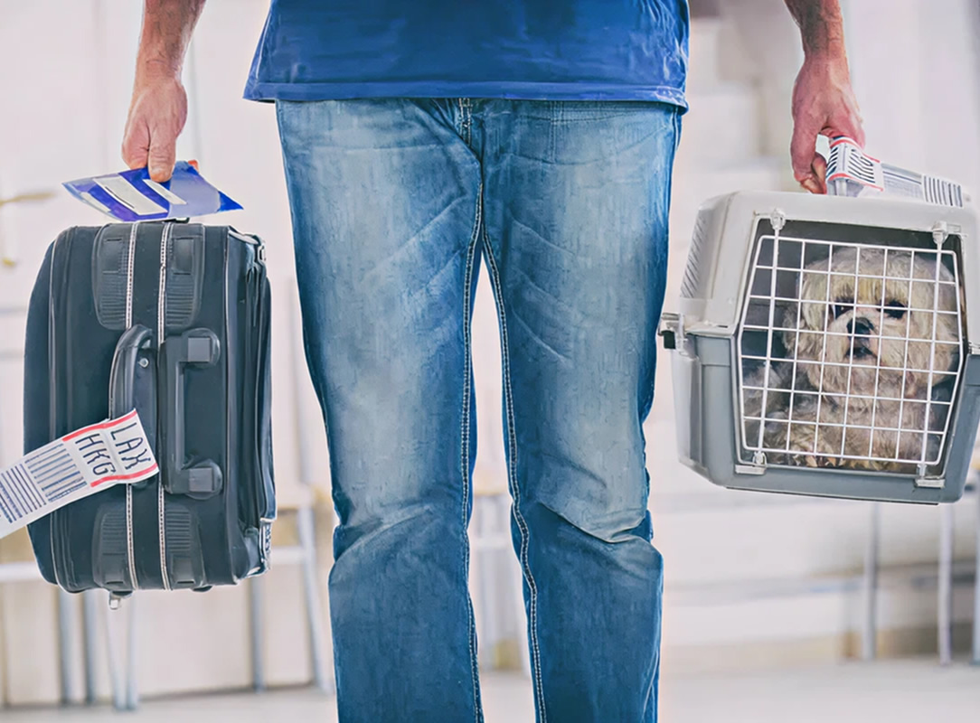 Pet carrier