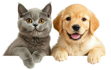 Cat + dog