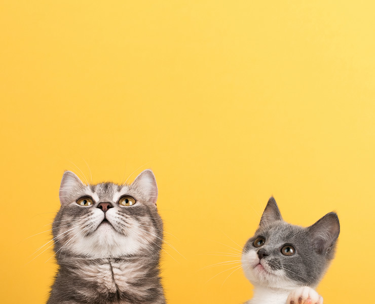 Pet cats