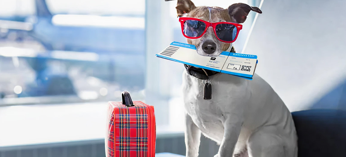 Pet documentation permit