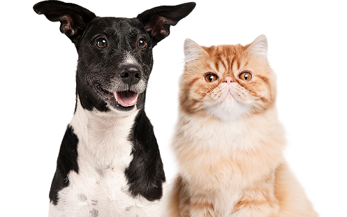Dog + cat