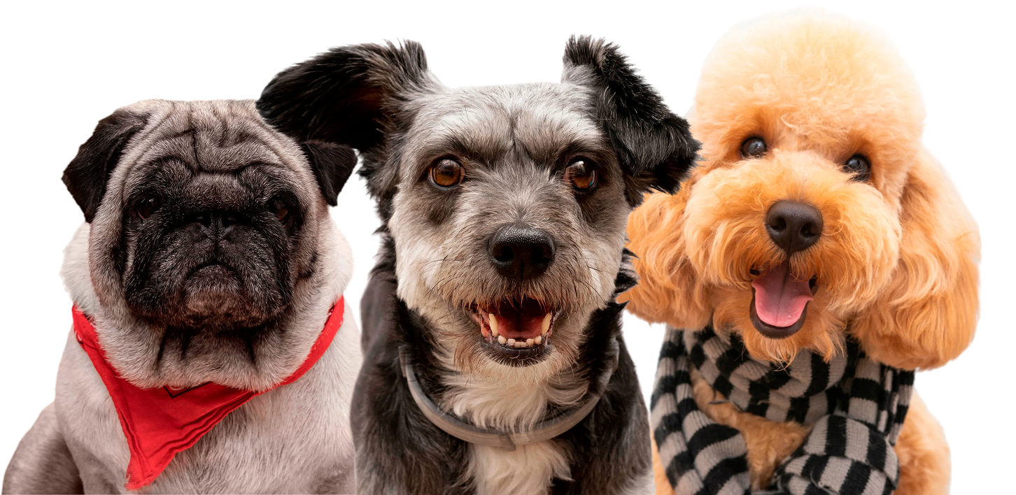 Pet dogs collage