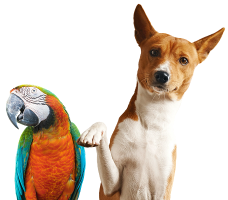 Parrot + dog