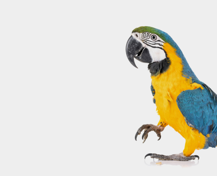 Pet parrot