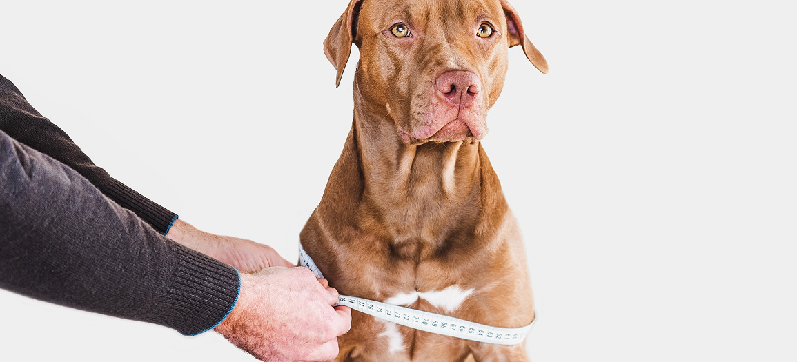 Lovable pretty puppy of brown color and its caring owner closeup indoors pet care