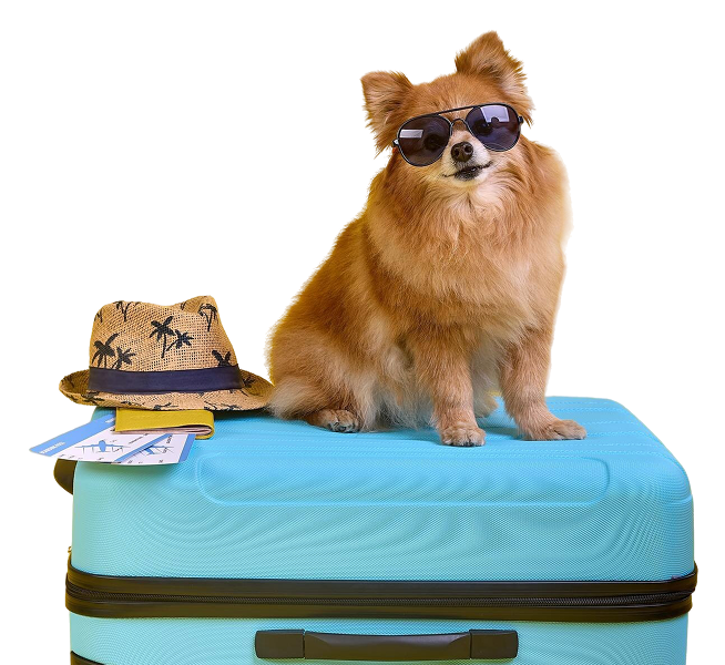 Puppy sitting top blue suitcase waiting