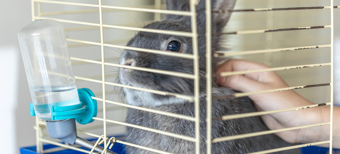 A rabbit lies in a cage rabbit in a cage gray rabbit close up