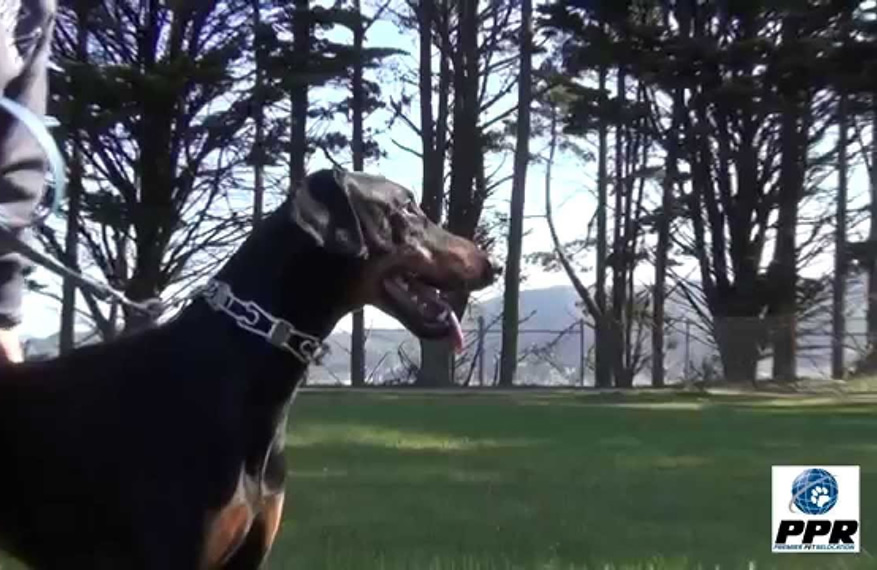 The Dobe