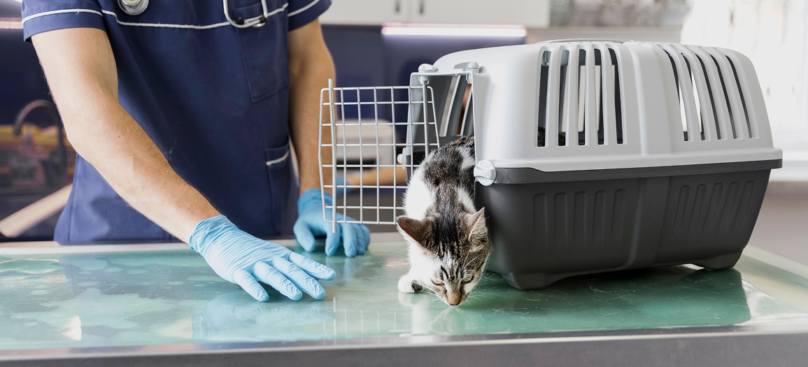 Close-up veterinarian with cat getting out of cage