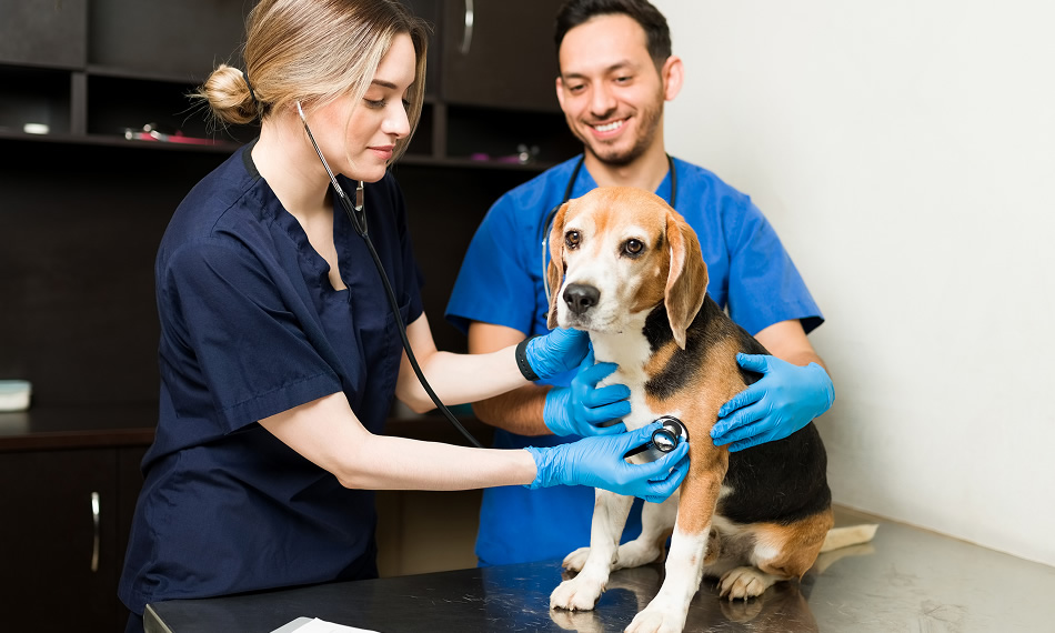 Veterinary coordination