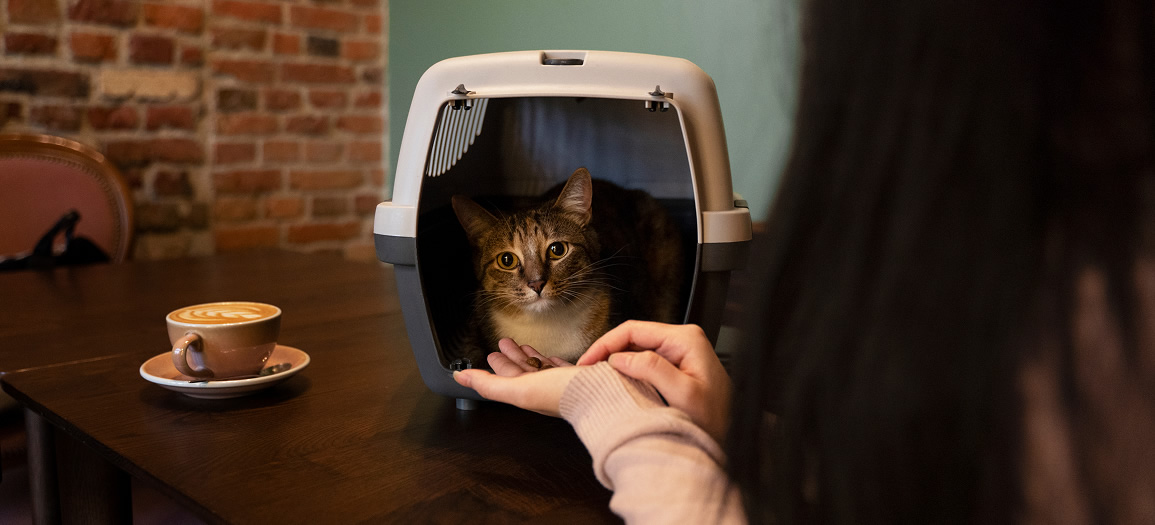 Woman feeding her pet cat in the carrier